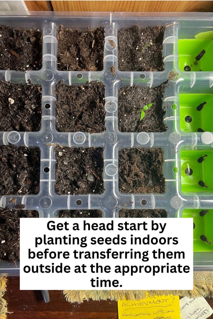 Overhead view of a container with 16 square sections filled with soil and seedlings starting to poke through the surface with text reading get a head start by planting seeds indoors before transferring them at the appropriate time