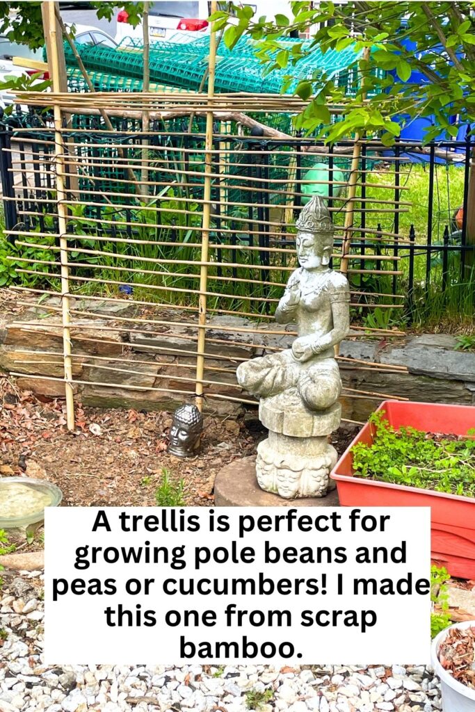 Head on view of a handmade bamboo trellis in a small vegetable garden with text reading a trellis is perfect for growing pole beans and peas or cucumbers i made this from scrap bamboo