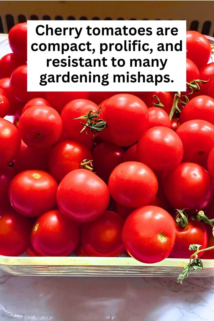 Overhead close up view of a glass square container filled with grape tomatoes with text reading cherry tomatoes are compact, prolific, and resistant to many gardening mishaps